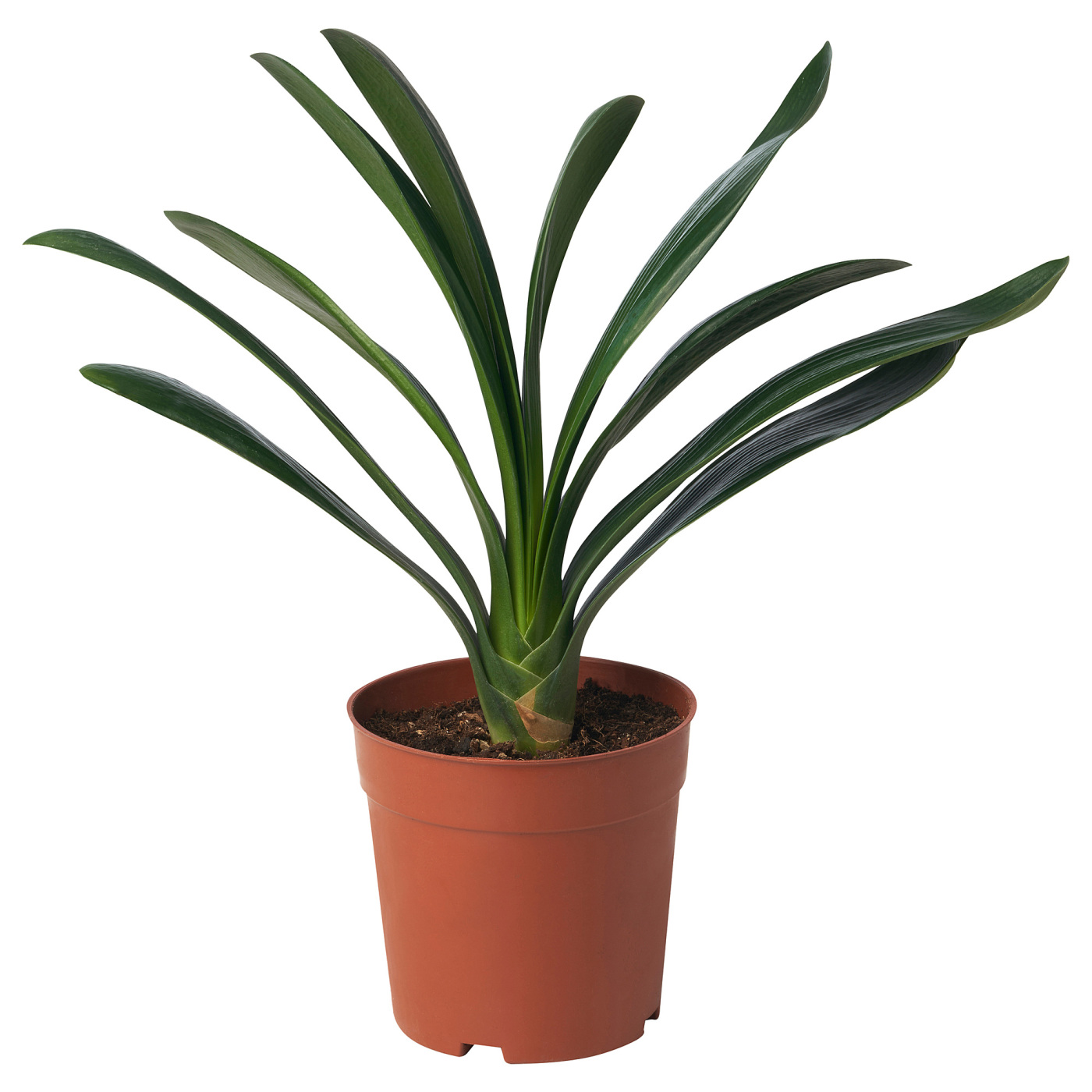 CLIVIA MINIATA