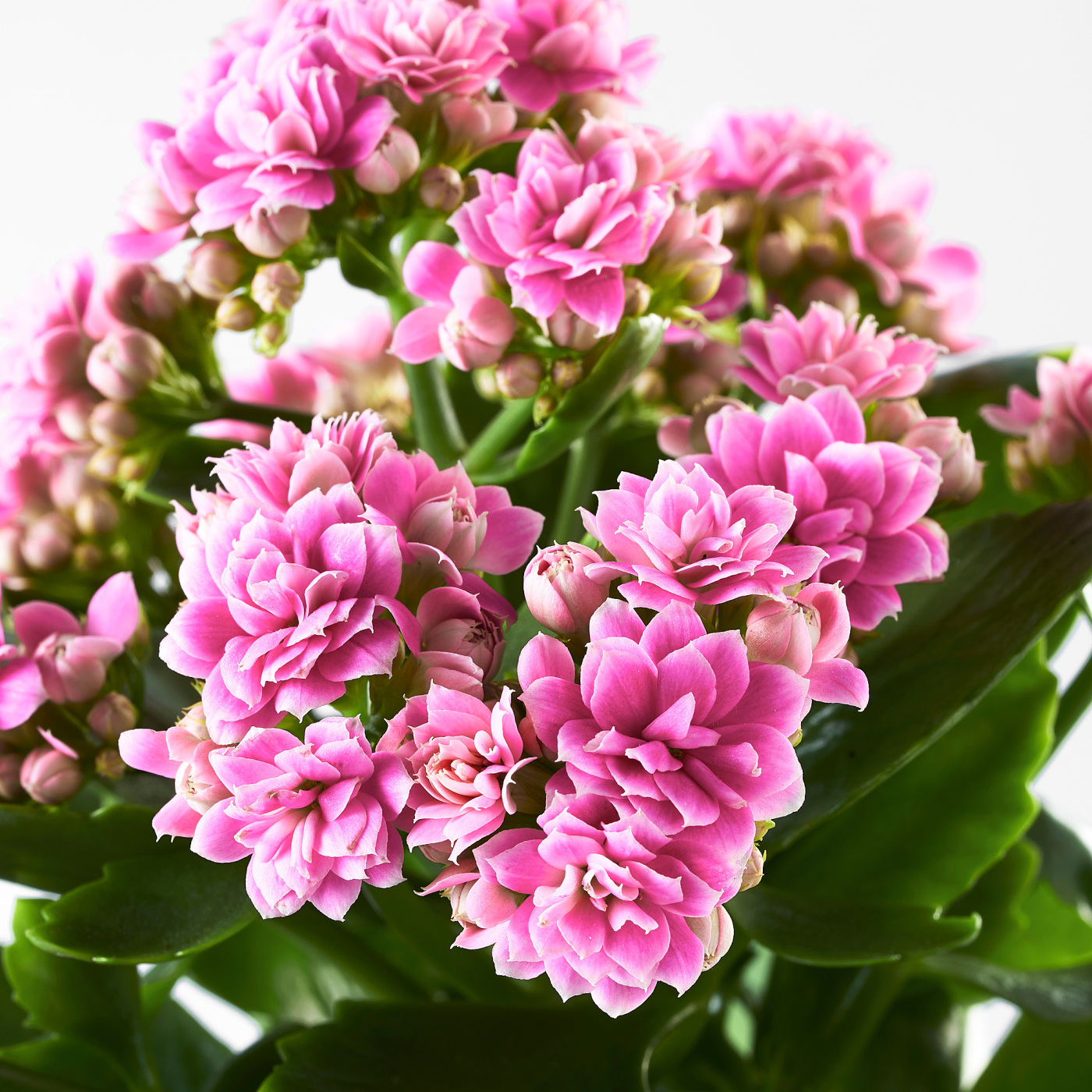 KALANCHOE - 5
