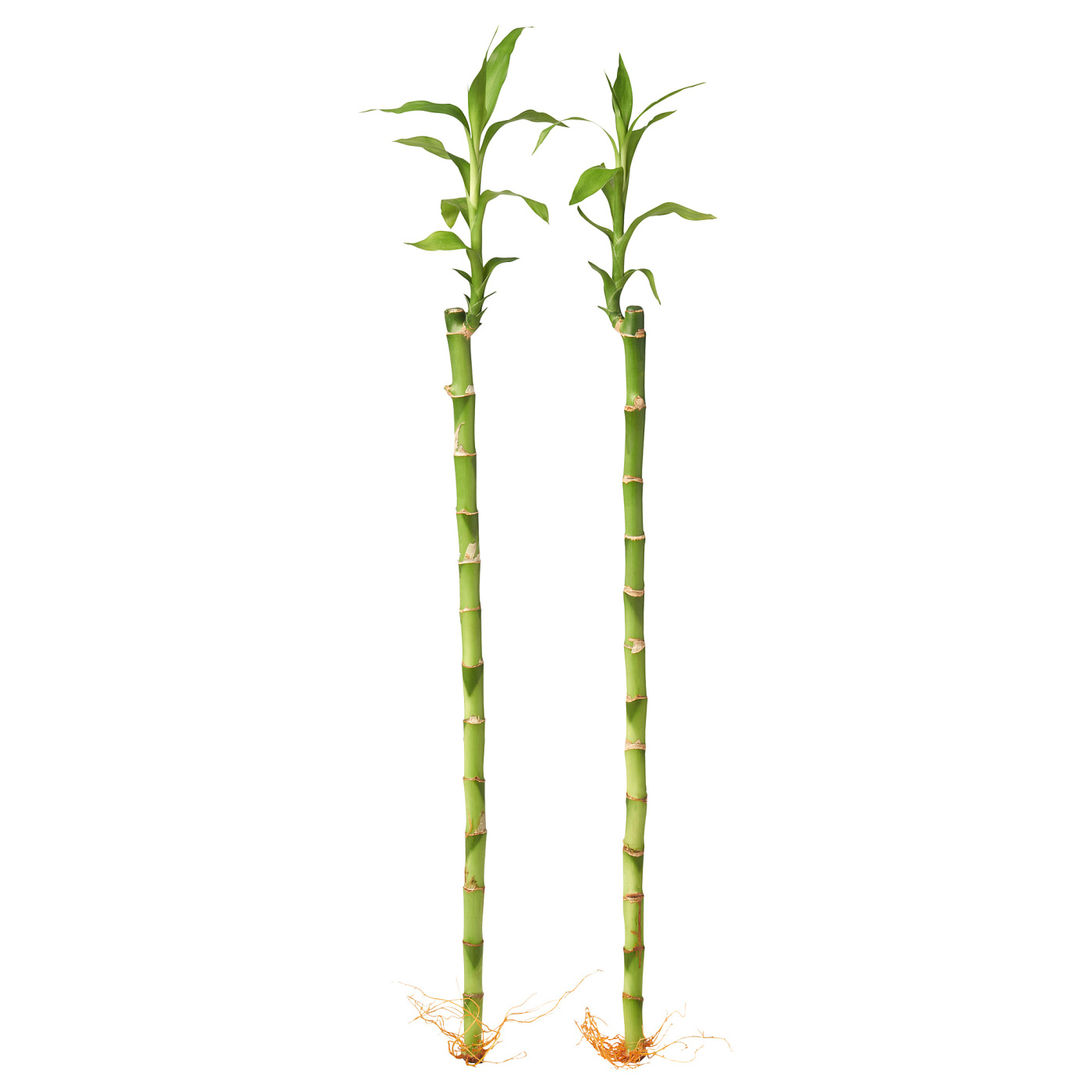 DRACAENA LUCKY BAMBOO бамбук удачи