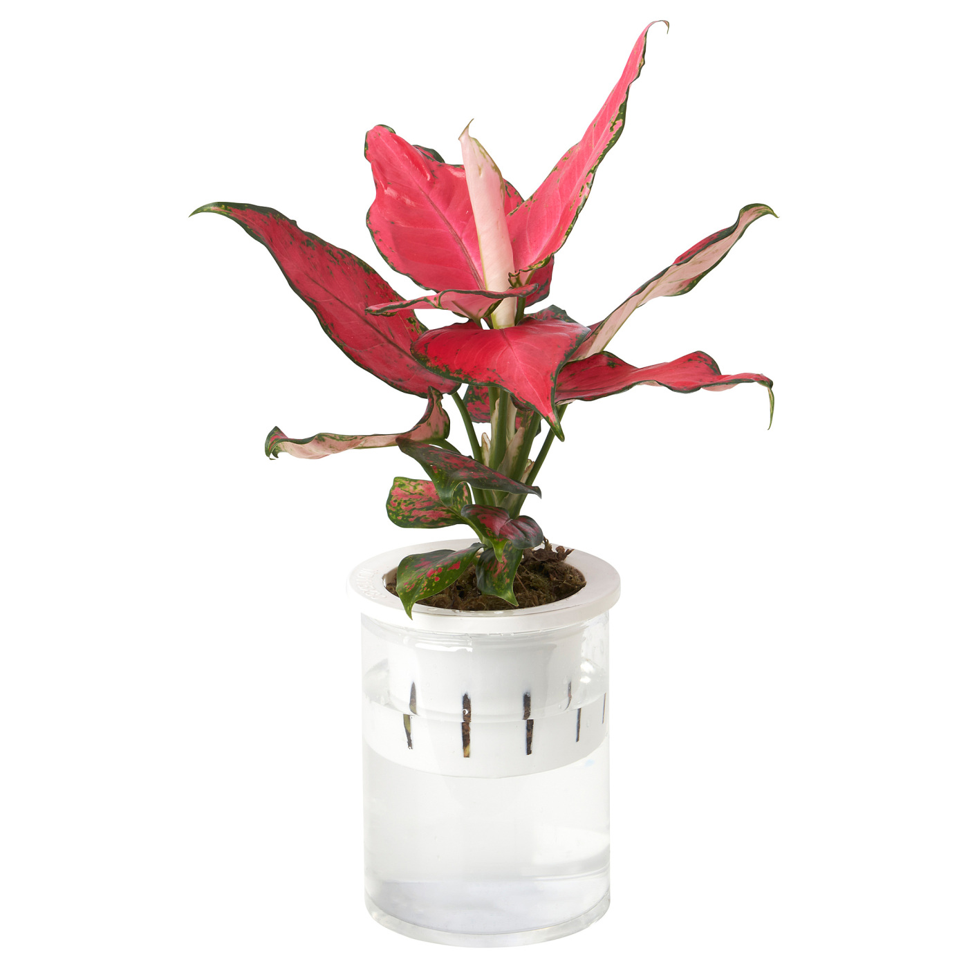 AGLAONEMA
