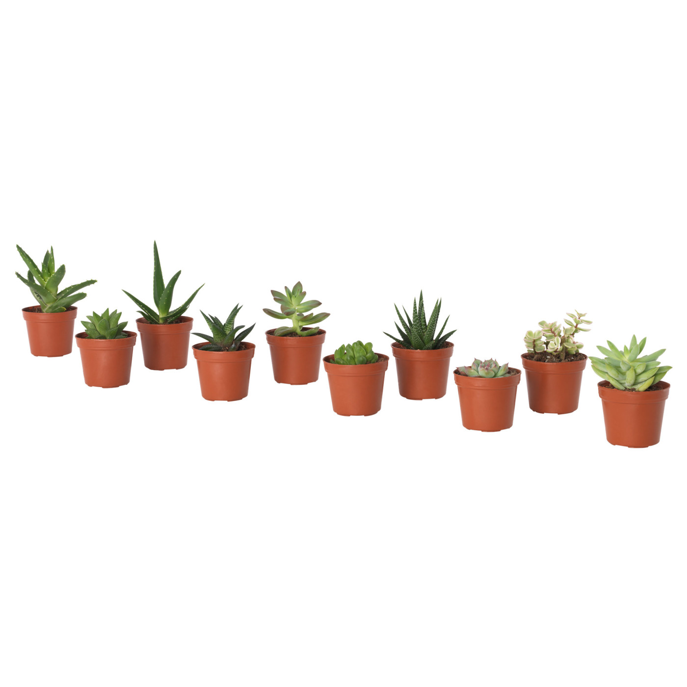 SUCCULENT Суккулент