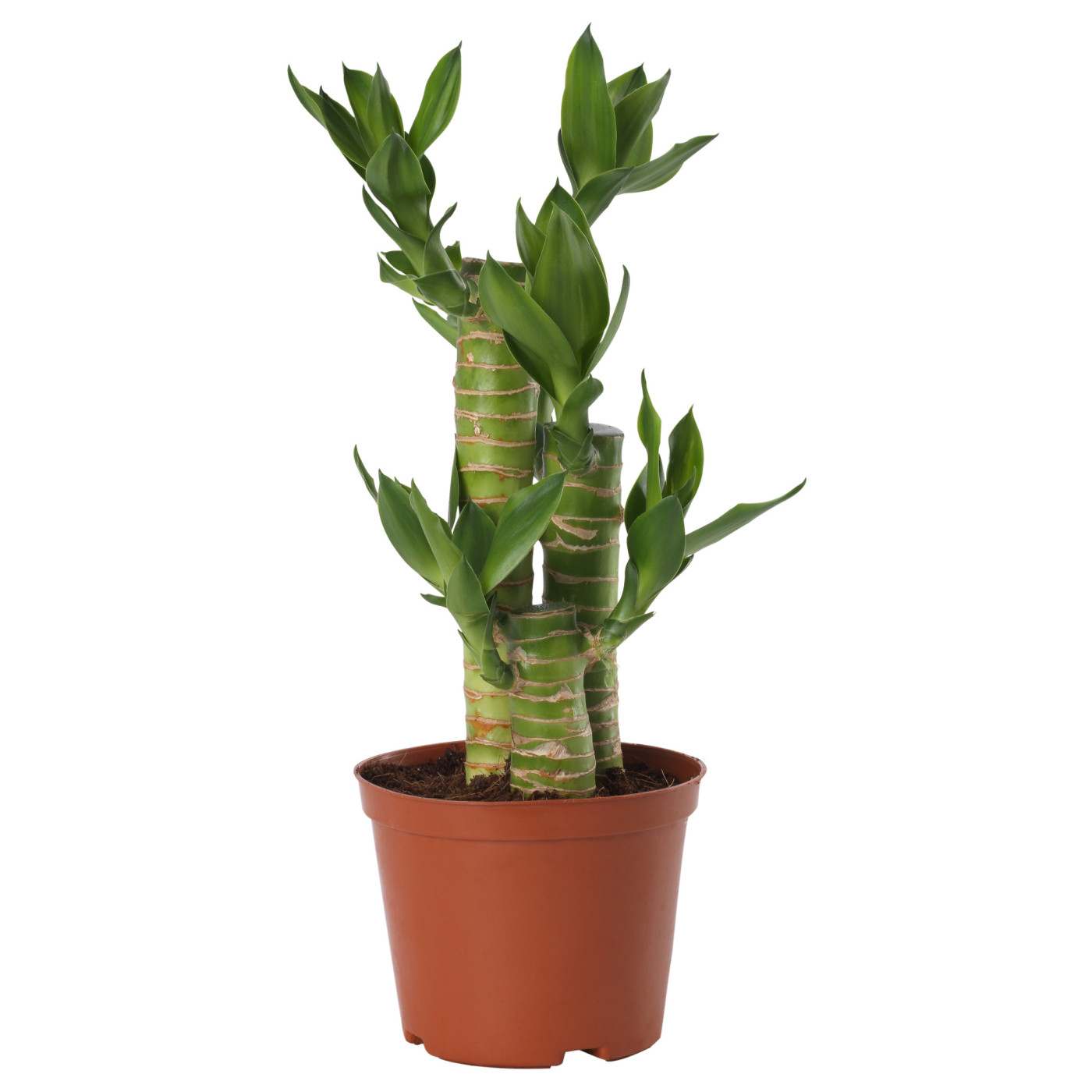 DRACAENA LUCKY BAMBOO бамбук удачи