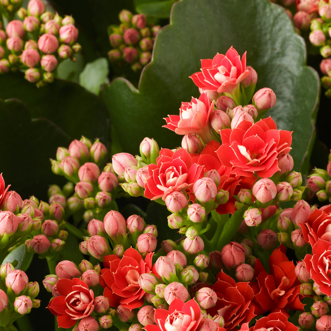 KALANCHOE - 4